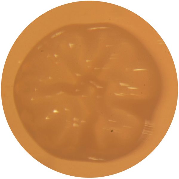 File:LACTOCOCCUS 2-e.jpg