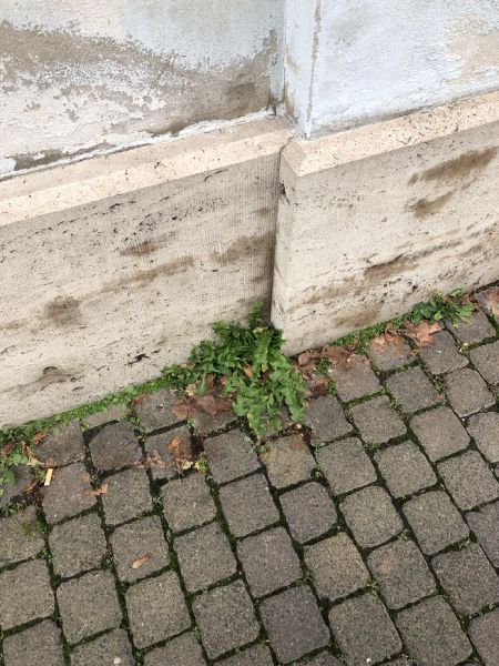 File:Leaaaaf.jpg