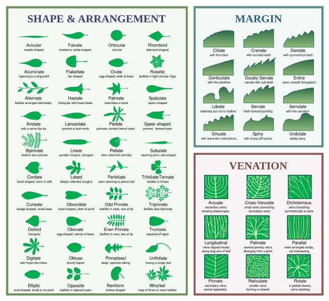File:Leaf-morphology.png