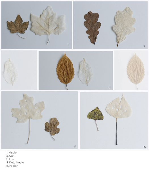 File:Leaves types.jpg