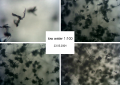 Thumbnail for version as of 13:26, 23 June 2024