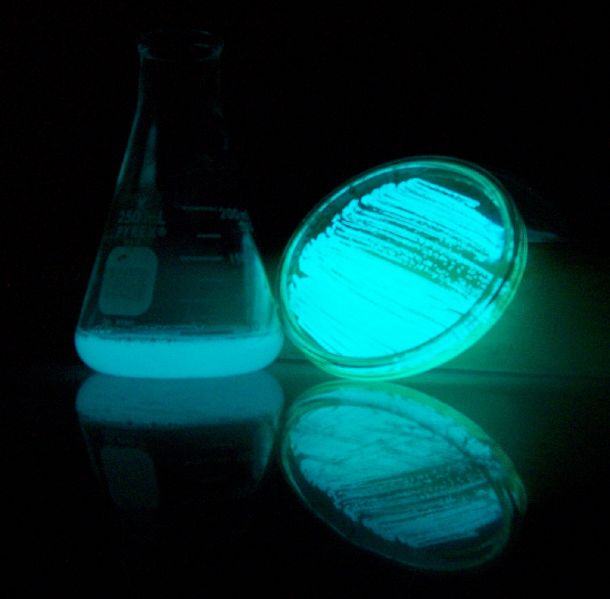 File:LuminescentBacteria.jpg