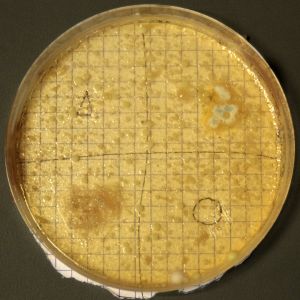 Meike Effenberg: Bacteria after one week