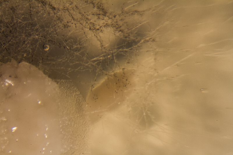 File:Macrophoto bacteria 4.jpg