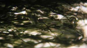 Marimo.jpg