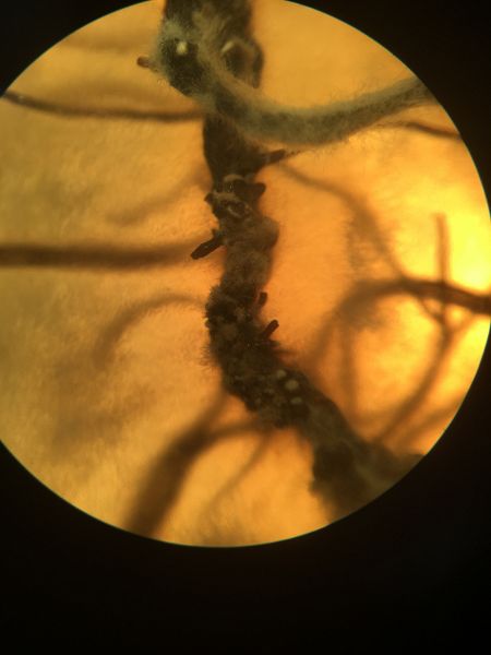 File:Microscope 1.JPG