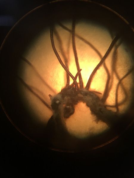 File:Microscope 2.JPG