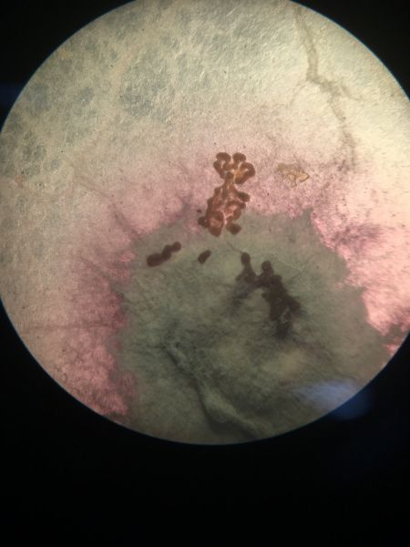 File:Microscope 3.JPG