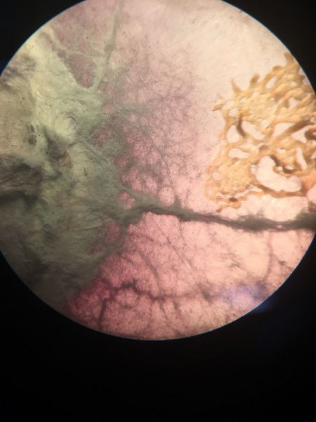 File:Microscope 4.JPG