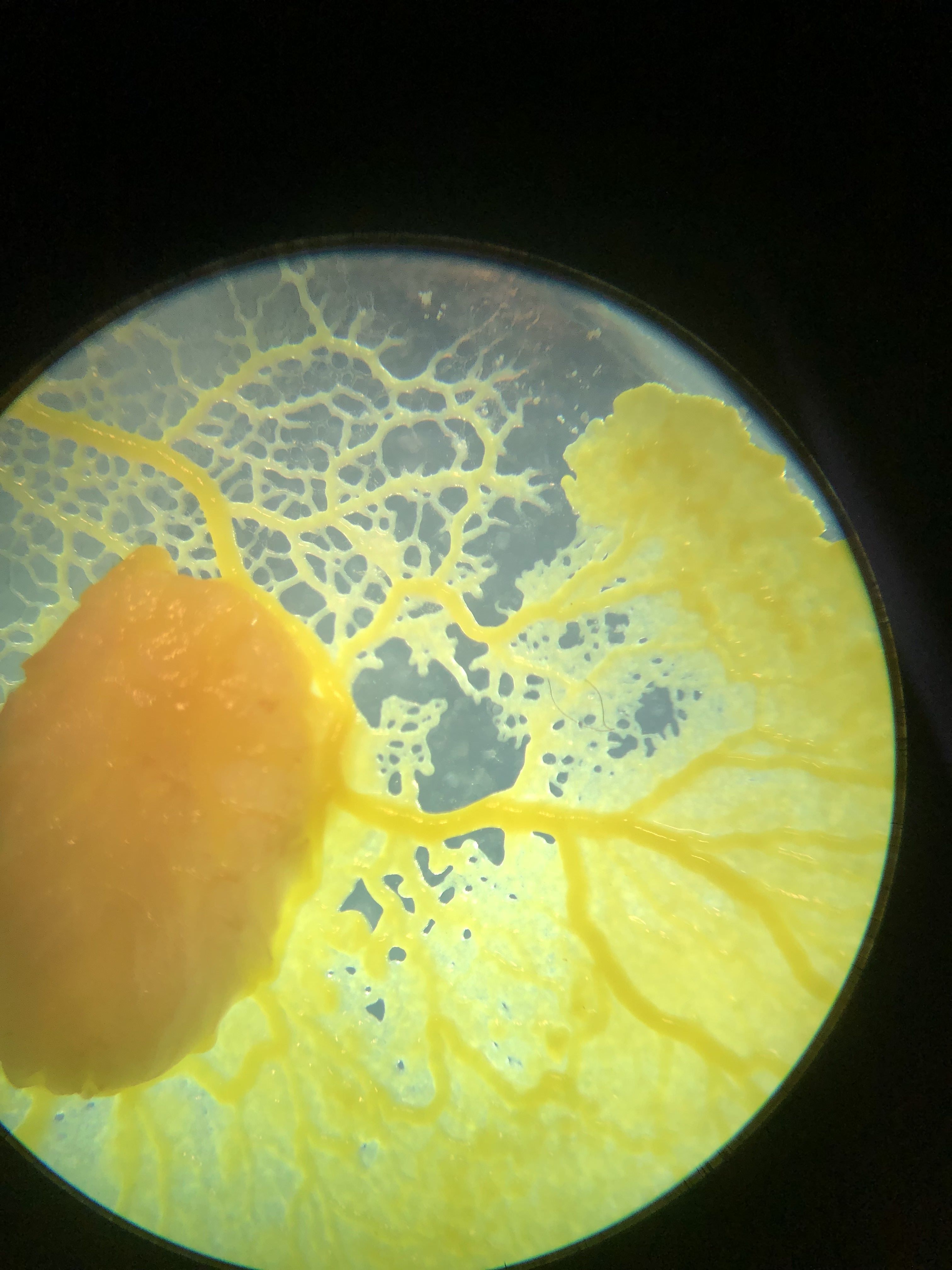 Microscopy of Slime Mold