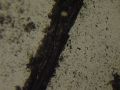 Thumbnail for version as of 21:54, 3 January 2013