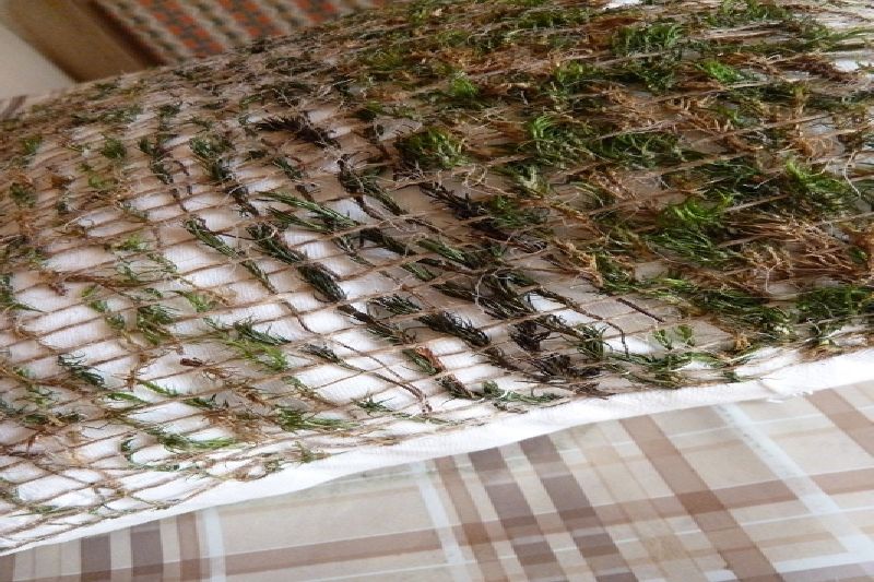 File:Moose P1080663.JPG