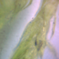 Thumbnail for version as of 23:28, 30 November 2012
