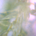 Thumbnail for version as of 00:27, 1 December 2012