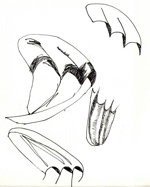 File:Motte2 lydia.jpg