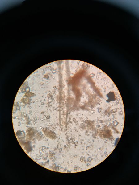 File:Muddy5.jpg