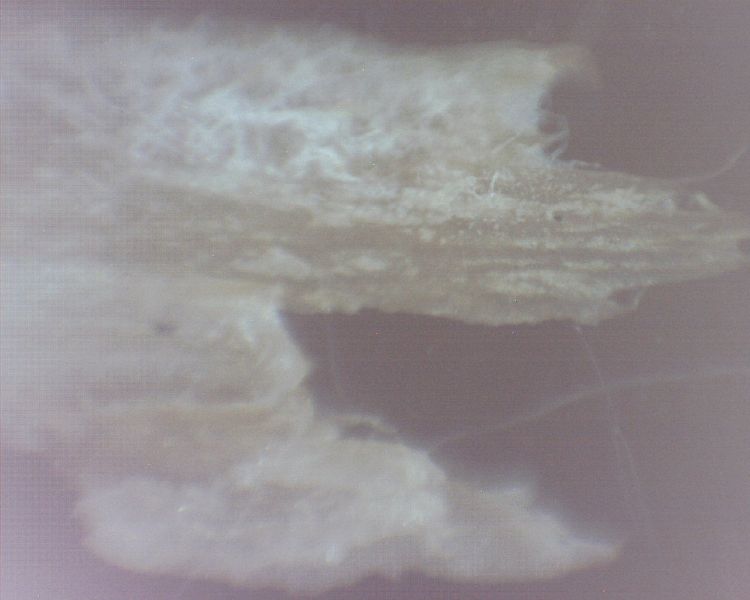 File:Mush mildew.jpg