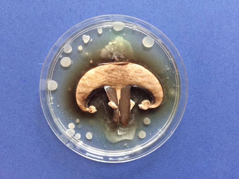 File:Mushroom1.jpg