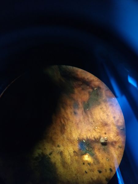 File:Mushroom4-DN.jpg