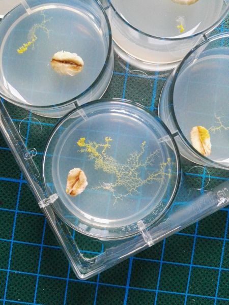 File:My first physarum.jpg