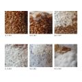 Mycelium growth phases on rye substrate..jpg
