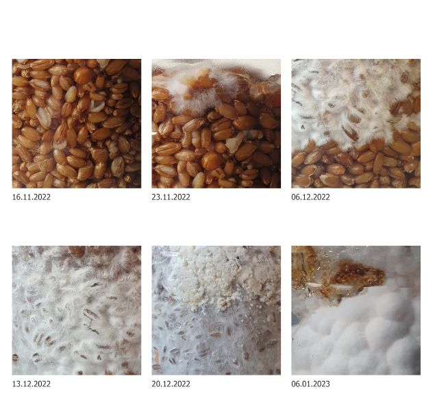 File:Mycelium growth phases on rye substrate.jpg