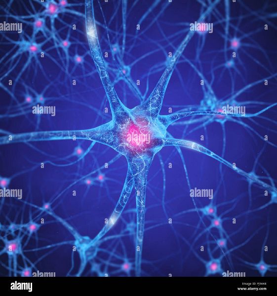 File:Neural-network-brain-cells-human-nervous-system-neurons-FJ5648.jpg