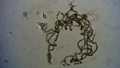 Thumbnail for version as of 09:54, 23 June 2024