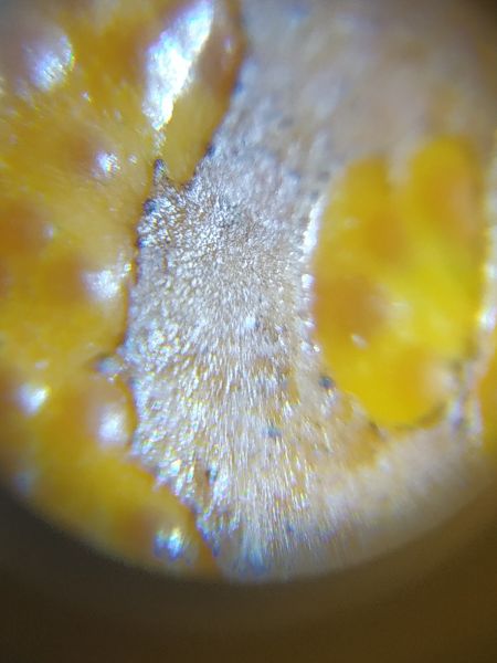 File:Orange1-dm.jpg
