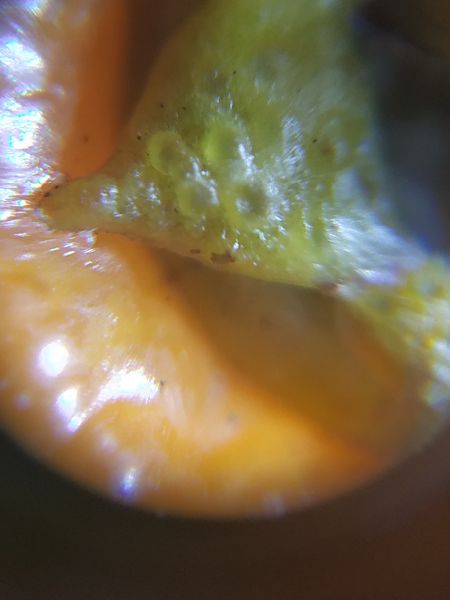 File:Orange2-dm.jpg
