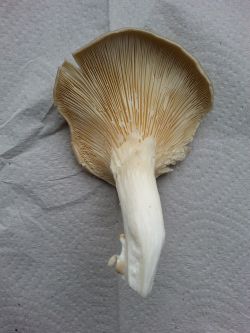 Oyster mushroom.jpg