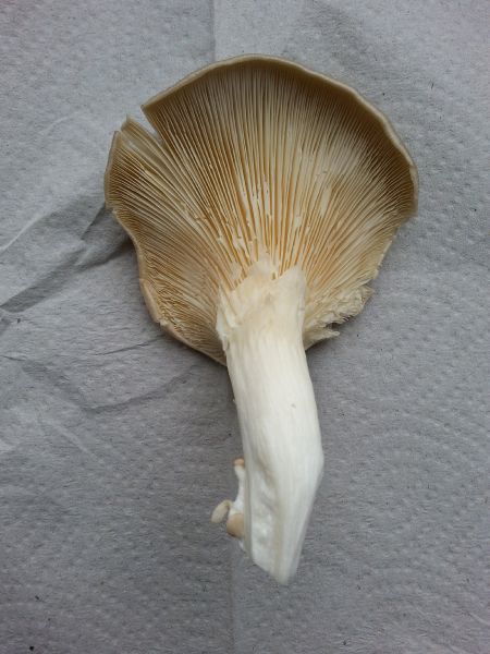 File:Oyster mushroom.jpg