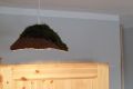 P1080767 Moos.JPG