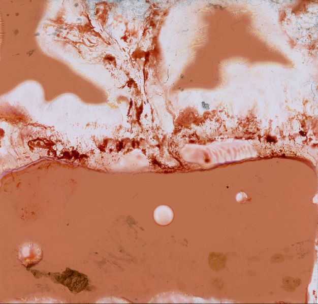 File:PHYSARUMAUFFILM 11 POSITIV 013.jpg