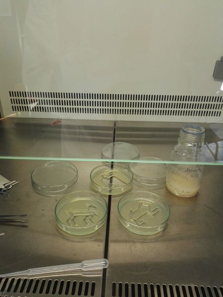 File:Patronparallenarcon agar.jpg