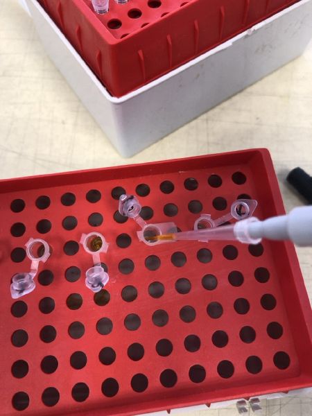 File:Pcr1.jpg