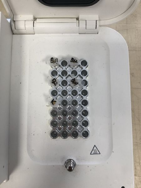 File:Pcr2.jpg