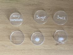 Petri dishes with salt and water.jpeg