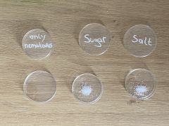 Petri dishes with salt and water.jpeg