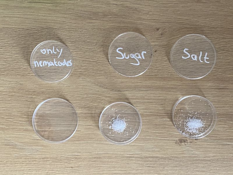 File:Petri dishes with salt and water.jpeg