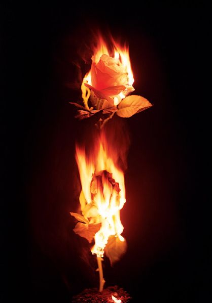 File:Phönix rose10.jpg