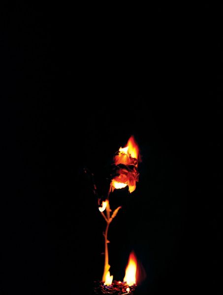 File:Phönix rose12.jpg