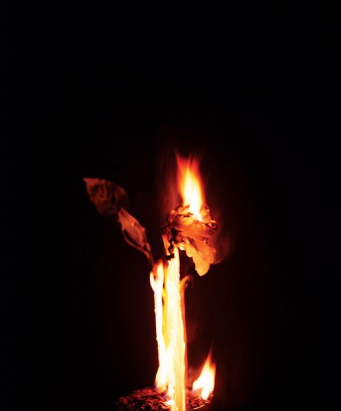 File:Phönix rose6.jpg