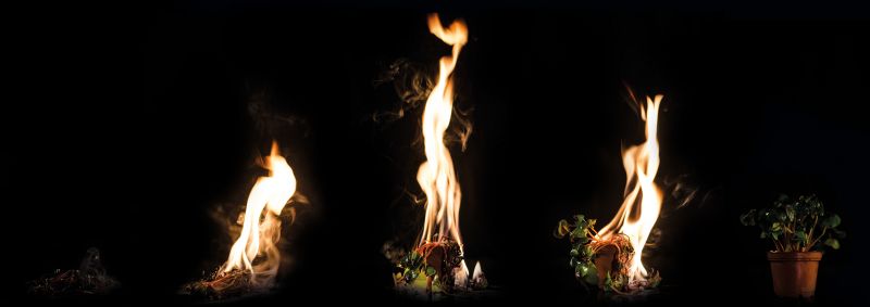 File:Phönixpflanzelang1.jpg