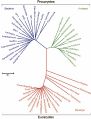 Phylogenetic tree (Whitman 2009)