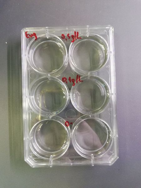File:Phosphate experiment setup.jpg