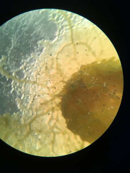 File:Photo 30-04-2019, 11 07 03.jpg