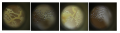 Thumbnail for version as of 16:05, 8 June 2020