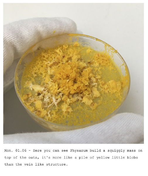 File:Physarum12.png