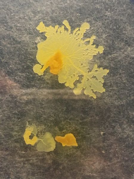 File:Physarum Polycephalum 1.JPG